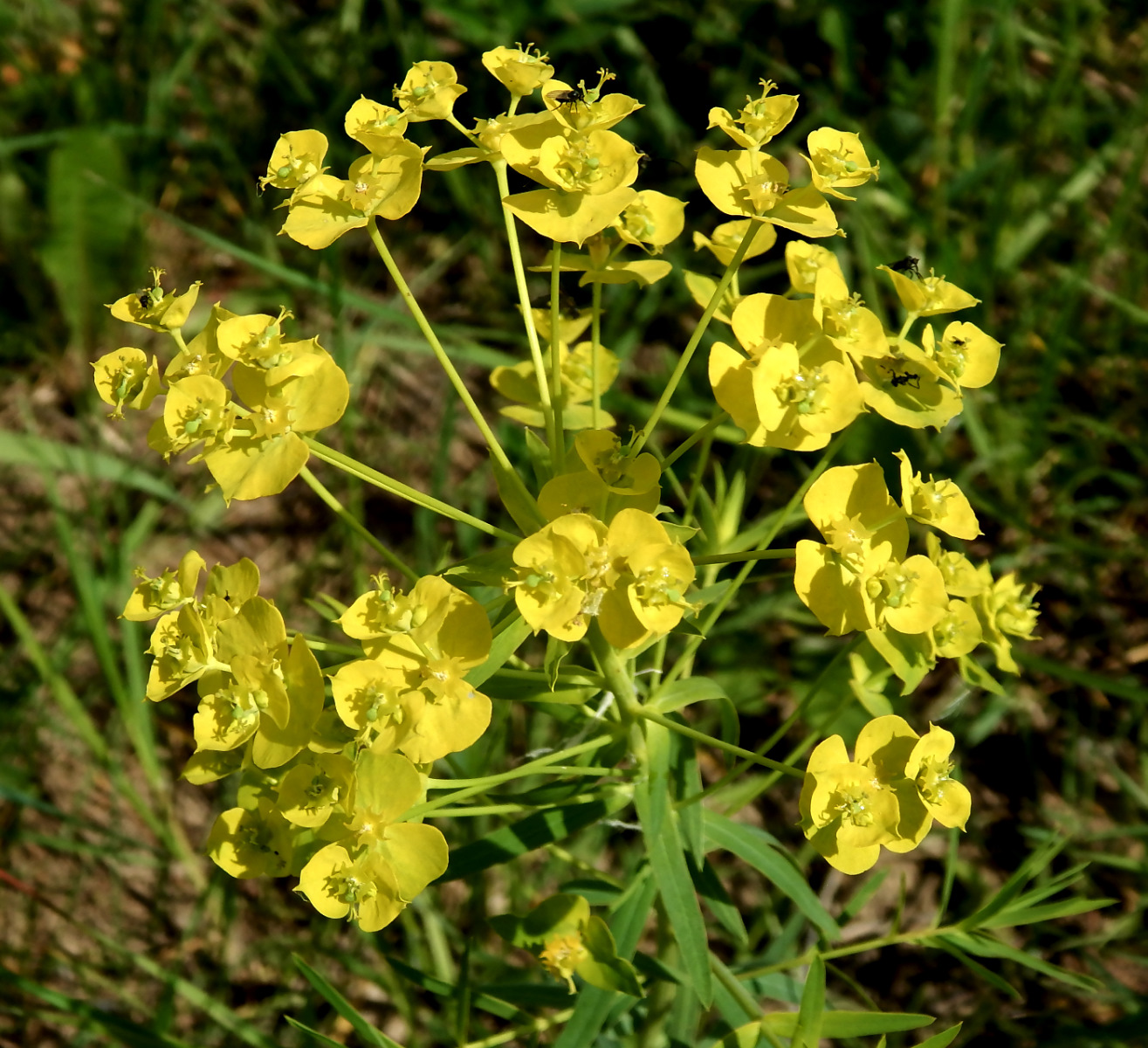 Изображение особи Euphorbia virgata.