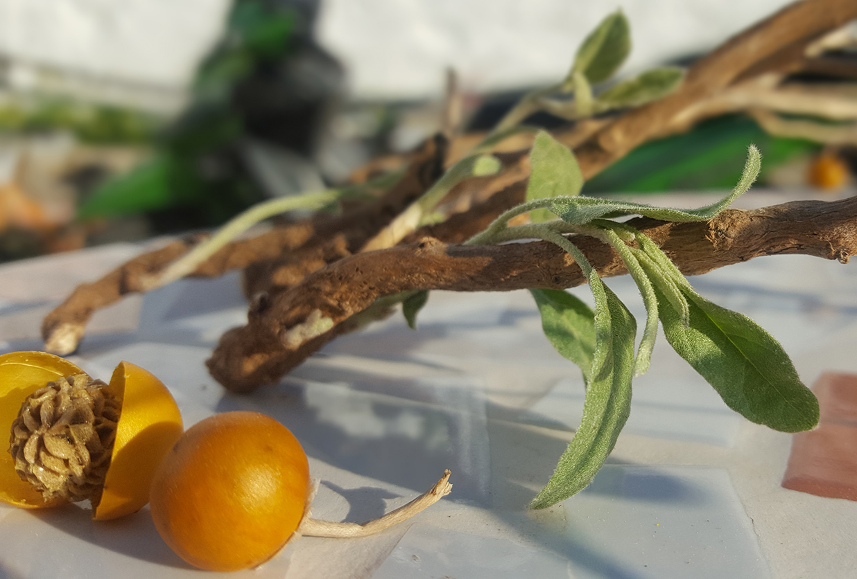 Image of Solanum elaeagnifolium specimen.