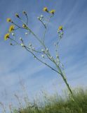 Crepis pannonica