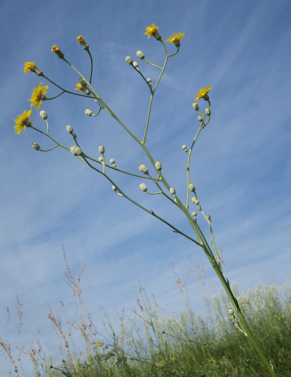 Изображение особи Crepis pannonica.