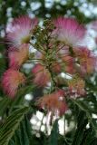 Albizia julibrissin