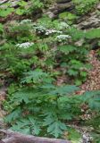 Heracleum sommieri. Цветущее растение. Дагестан, Буйнакский р-н, окр. с. Манасаул, широколиственный лес, берег ручья. 23 июня 2021 г.