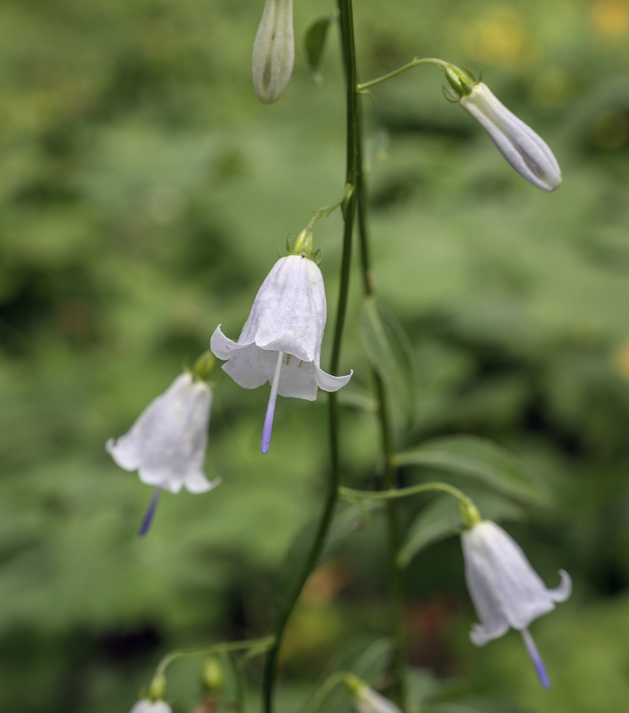 Изображение особи Adenophora liliifolia.