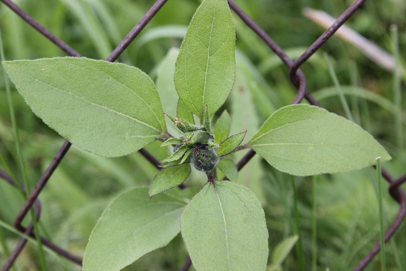 Image of Helianthus annuus specimen.