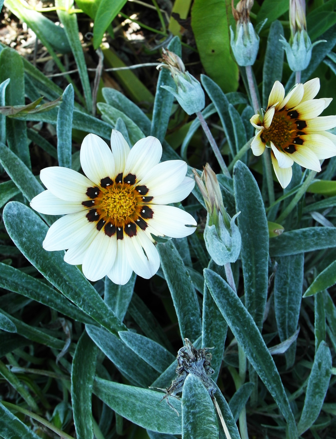 Image of Gazania rigens specimen.