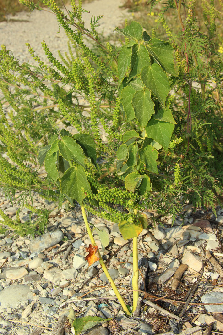 Image of Xanthium orientale specimen.