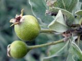 Pyrus elaeagrifolia. Плод. Крым, склон горы Ю. Демерджи. 16.07.2021.