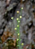 Artemisia arctica