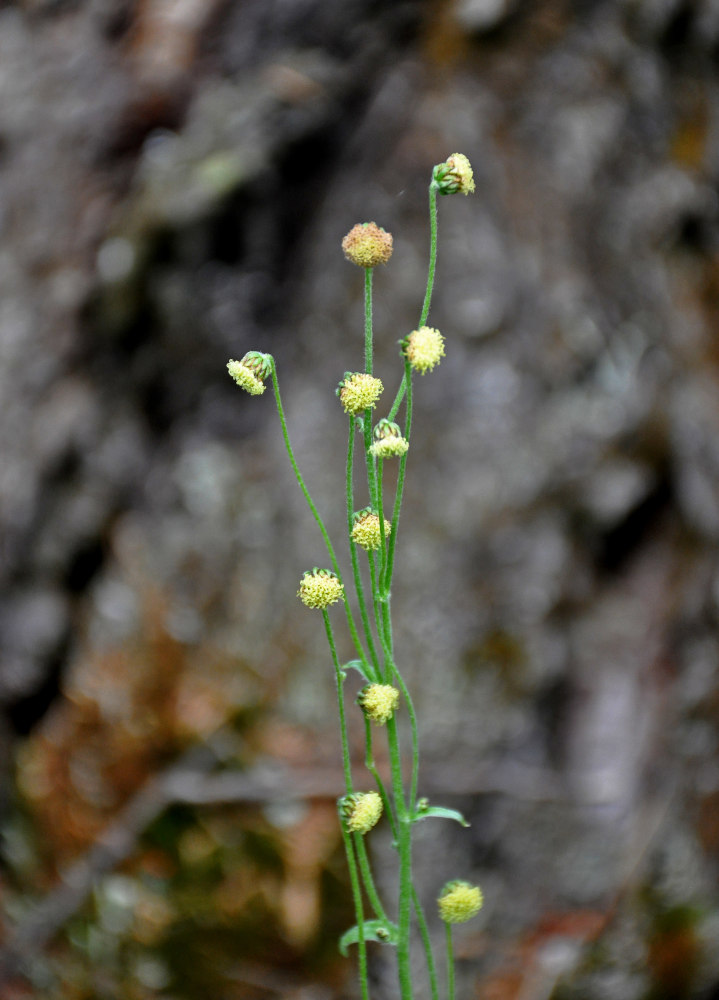 Изображение особи Artemisia arctica.