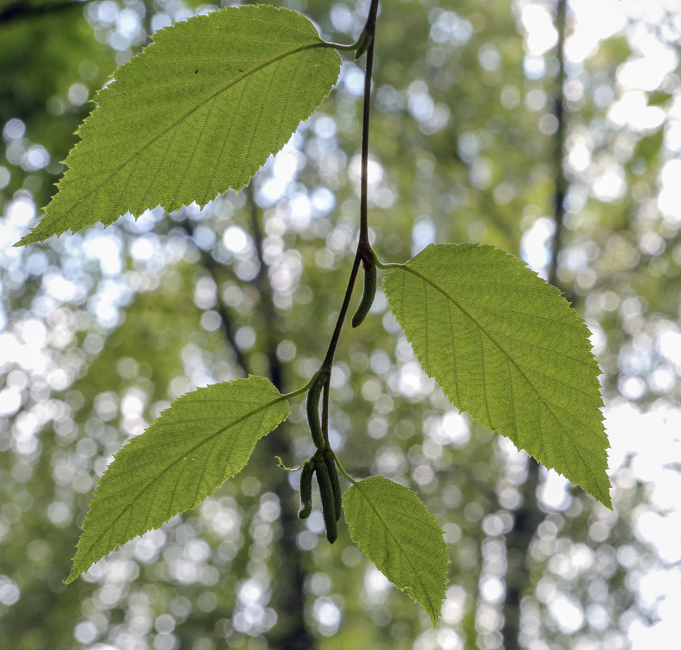 Image of Betula lenta specimen.