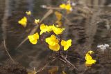 Utricularia australis. Верхушки растений с соцветиями. Крым, окр. Алушты, окраина с. Лучистое, пруд. 29.08.2021.