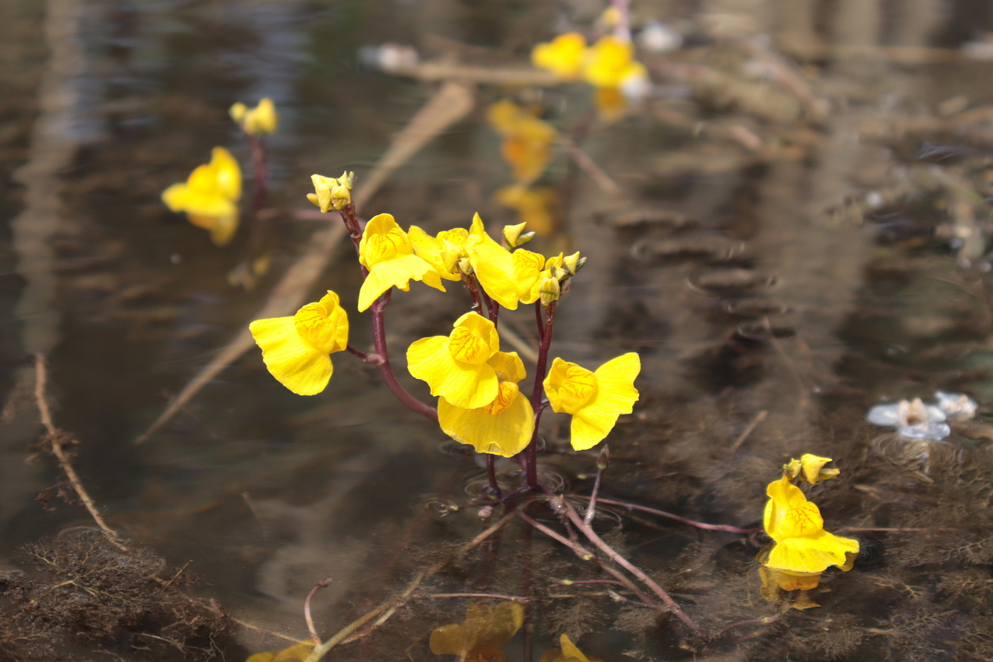 Изображение особи Utricularia australis.