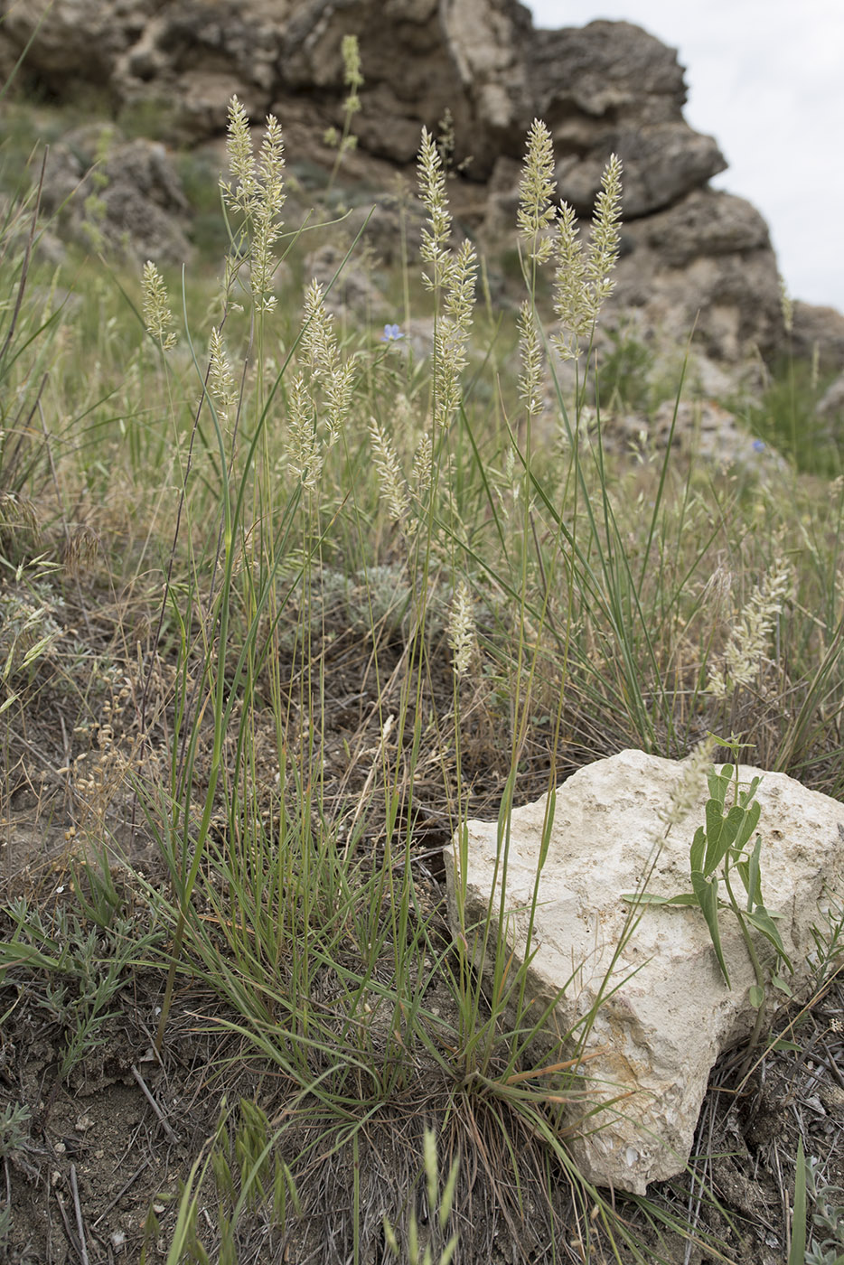 Image of genus Koeleria specimen.