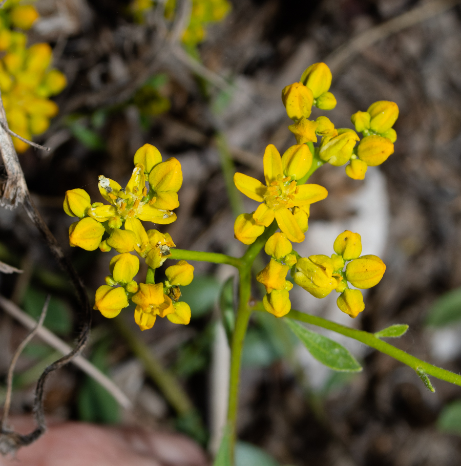 Image of Haplophyllum buxbaumii specimen.