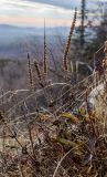 Veronica spicata подвид bashkiriensis. Засыхающее отплодоносившее растение в осенней окраске. Республика Башкортостан, Белорецкий р-н, Абзаковский сельсовет, окр. Белорецка, вершина горы Курташ, каменистая почва. 6 ноября 2021 г.