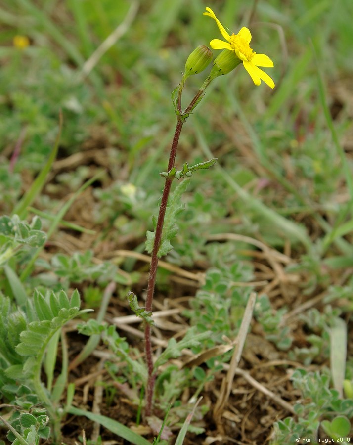 Image of Senecio subdentatus specimen.