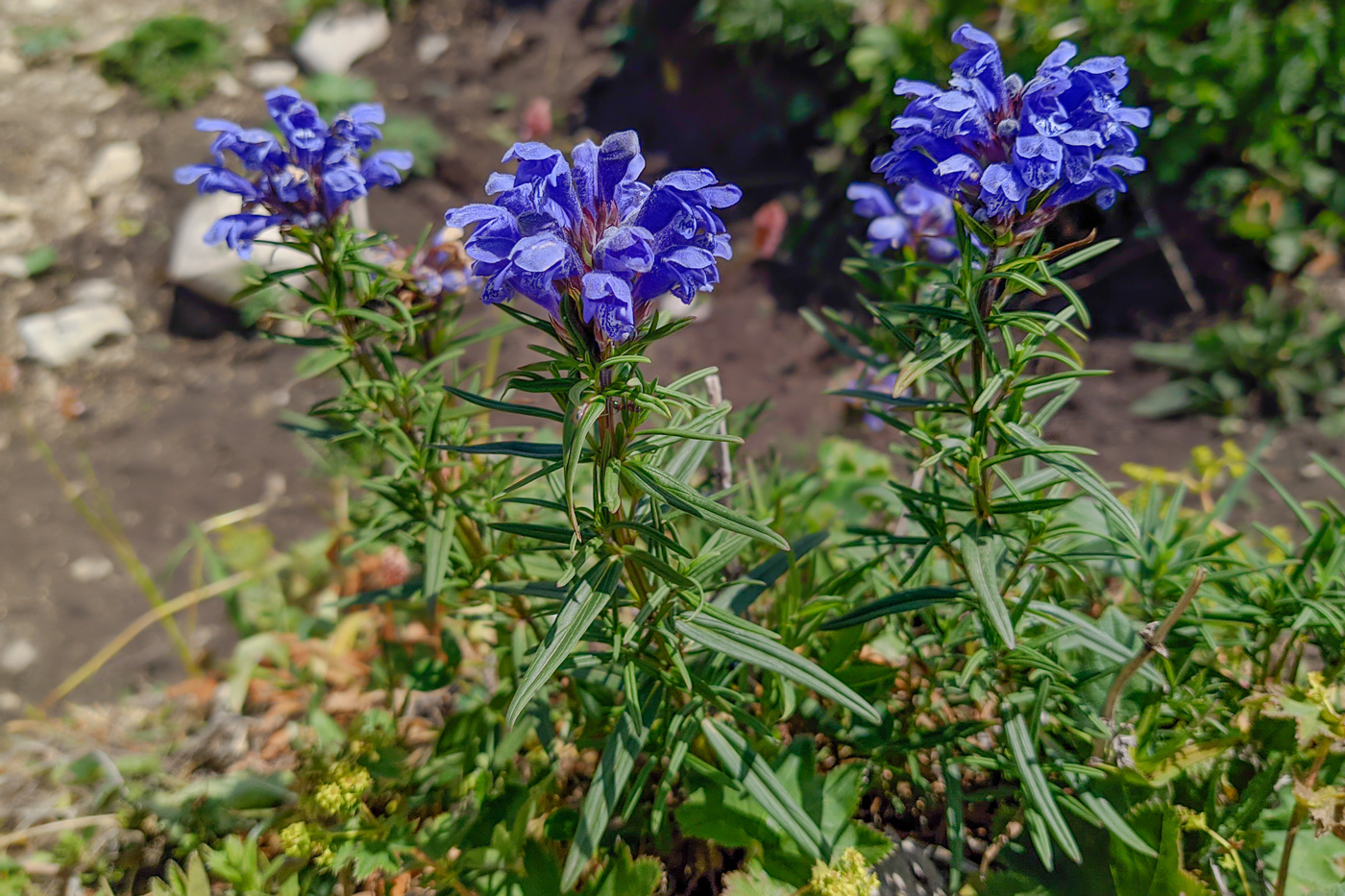 Изображение особи Dracocephalum ruyschiana.