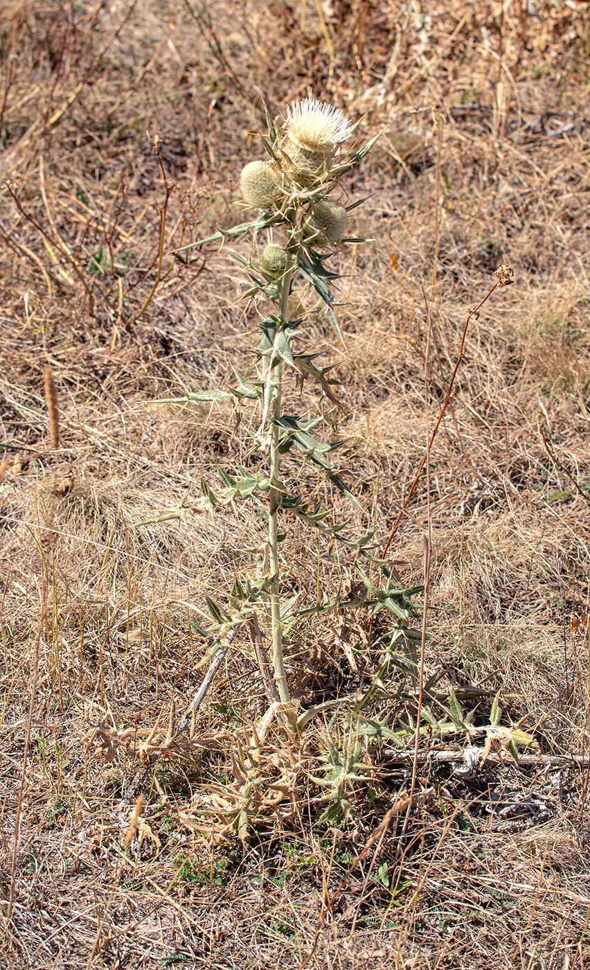 Изображение особи Cirsium turkestanicum.