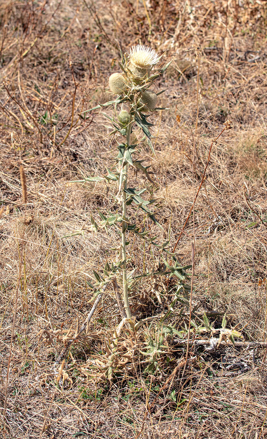 Image of Cirsium turkestanicum specimen.