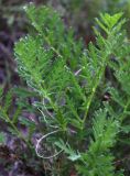 Artemisia latifolia