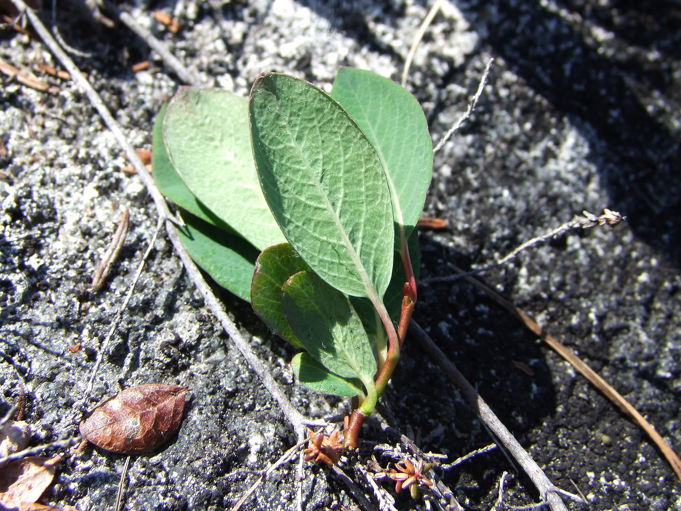 Изображение особи Salix alexii-skvortzovii.