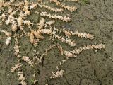 Elodea canadensis