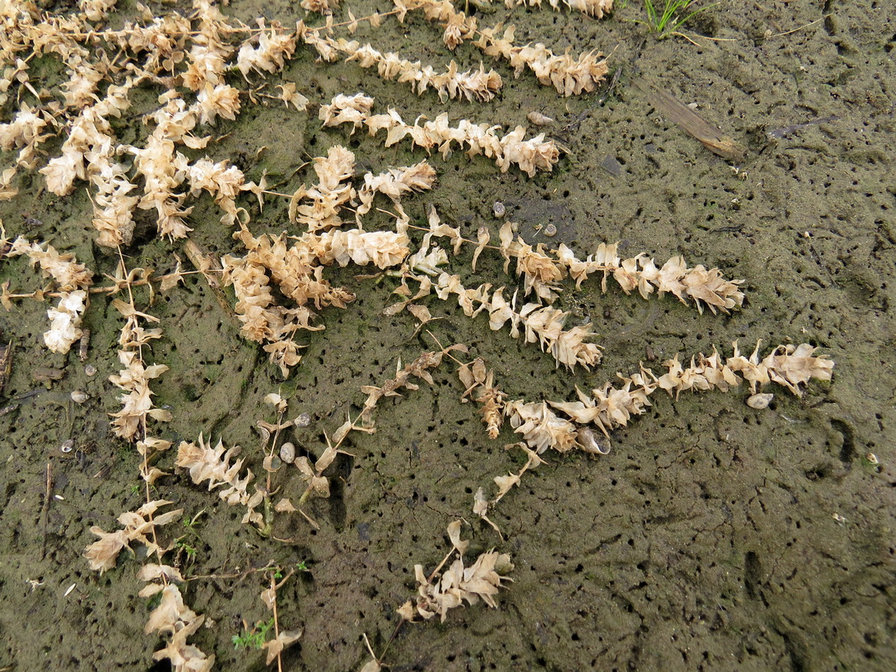 Изображение особи Elodea canadensis.