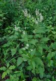 Aconogonon jurii