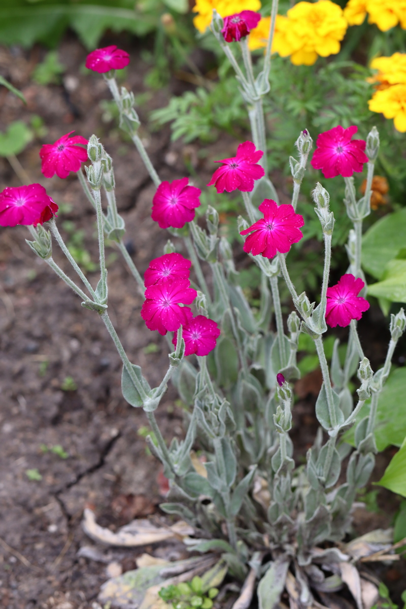 Image of Lychnis coronaria specimen.