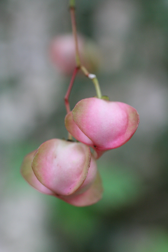 Изображение особи Euonymus latifolius.