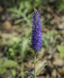 Veronica spicata subspecies bashkiriensis. Соцветие. Пермский край, Кунгурский р-н, окр. с. Филипповка, гора Ледяная, опушка в берёзовой роще. 20.06.2021.