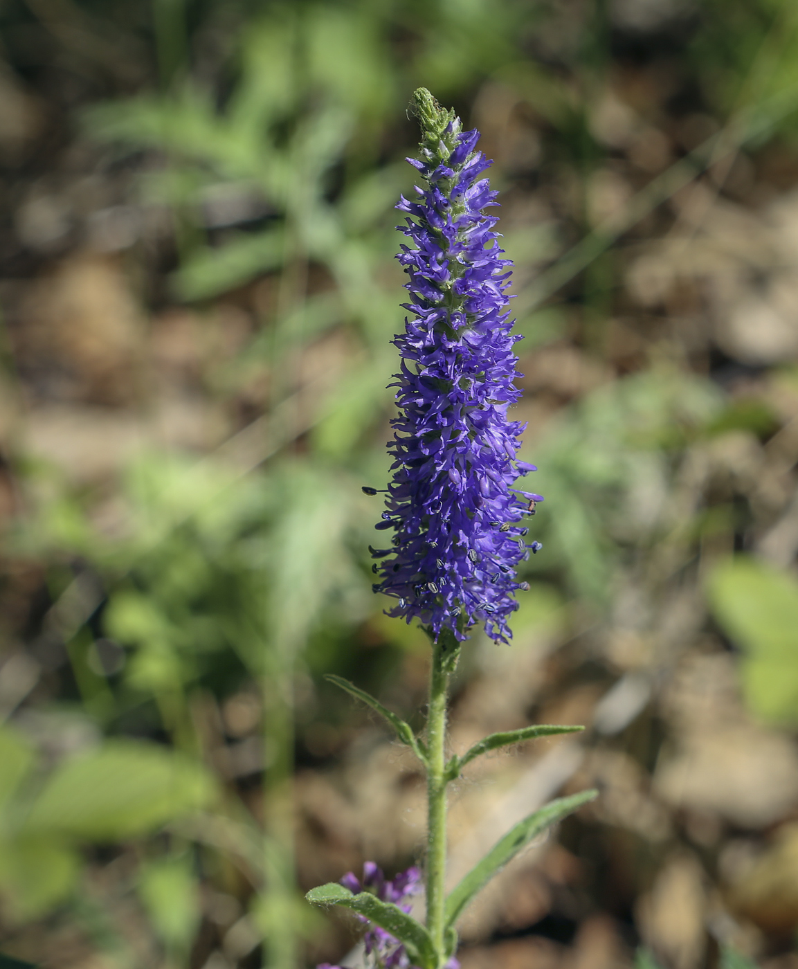 Image of Veronica spicata ssp. bashkiriensis specimen.