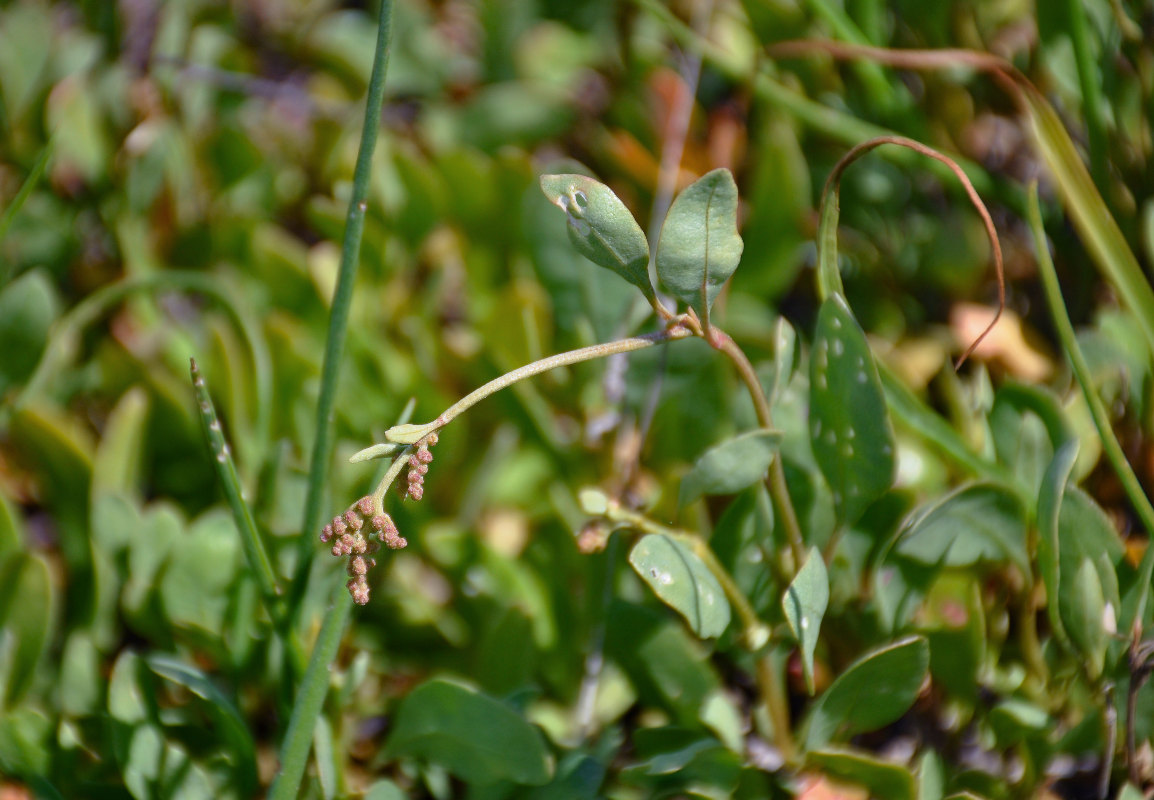 Изображение особи Halimione verrucifera.