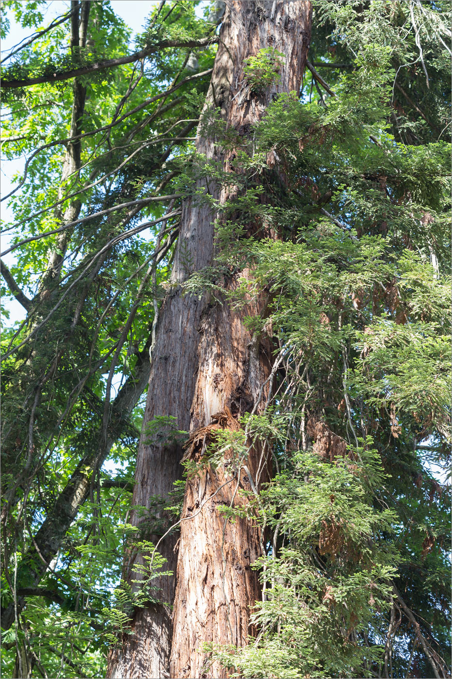 Изображение особи Sequoia sempervirens.