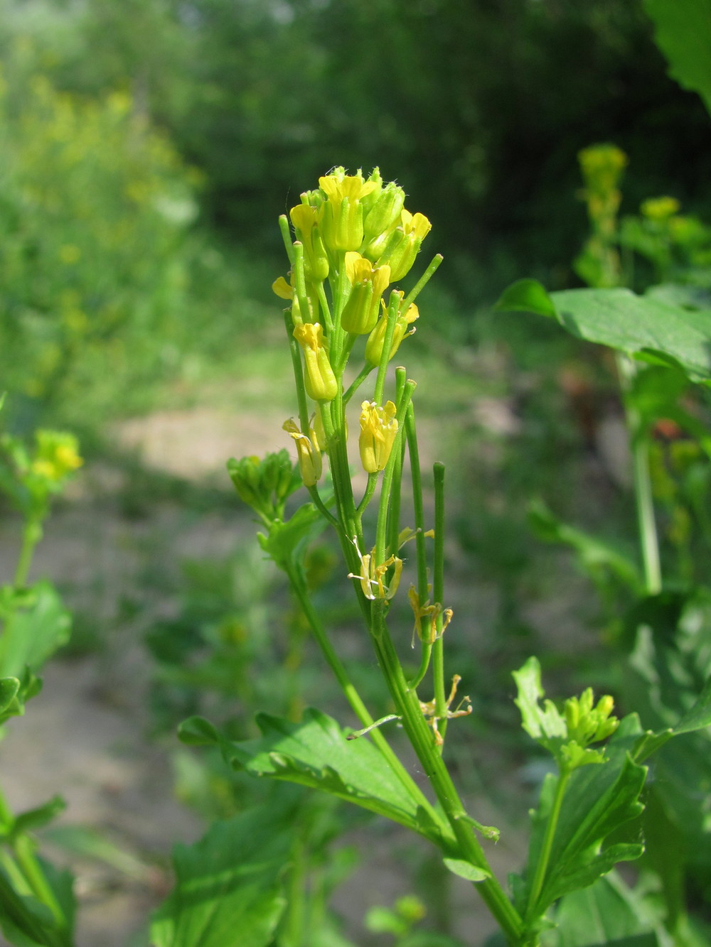 Image of Barbarea stricta specimen.