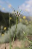 Geropogon hybridus