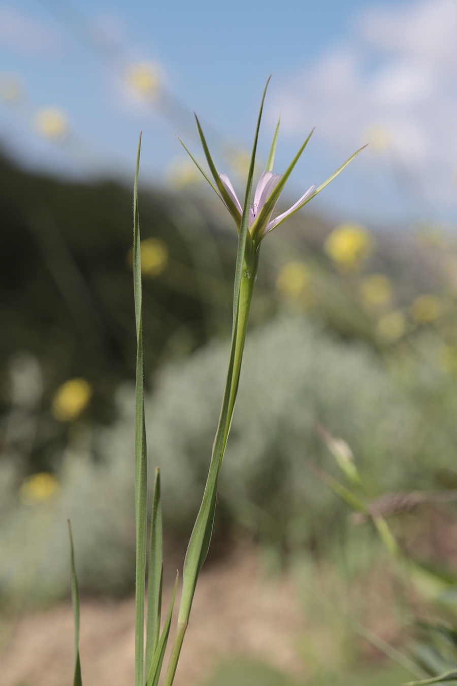 Изображение особи Geropogon hybridus.