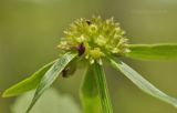 Sanicula rubriflora