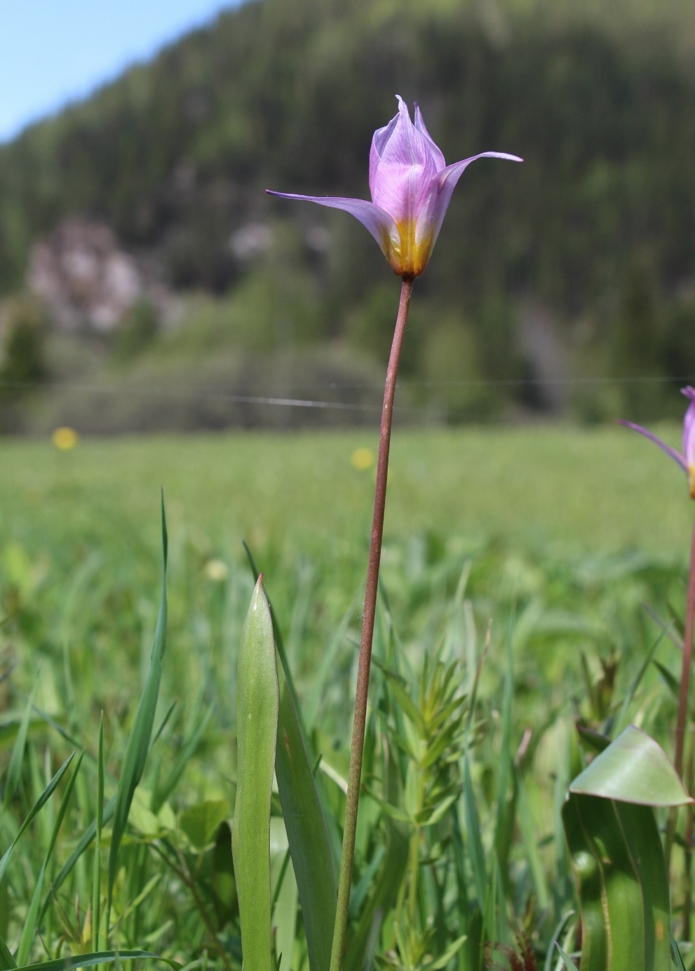 Image of Tulipa riparia specimen.
