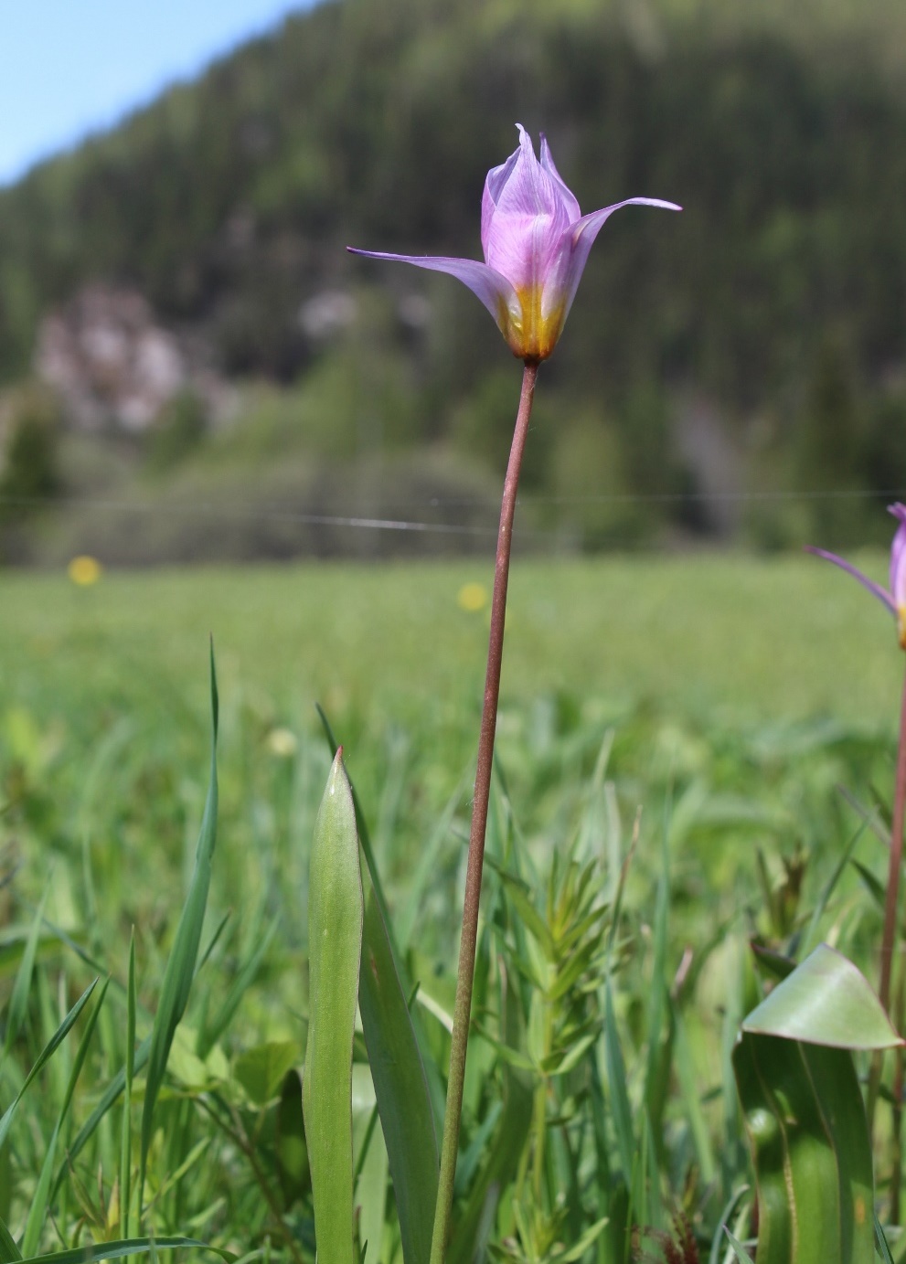 Изображение особи Tulipa riparia.