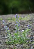 Echium vulgare. Цветущее растение. Приморский край, Шкотовский р-н, с. Анисимовка, в карьере. 01.07.2022.