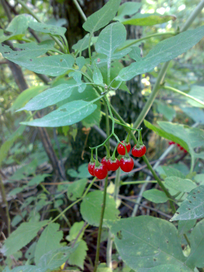 Image of Solanum dulcamara specimen.