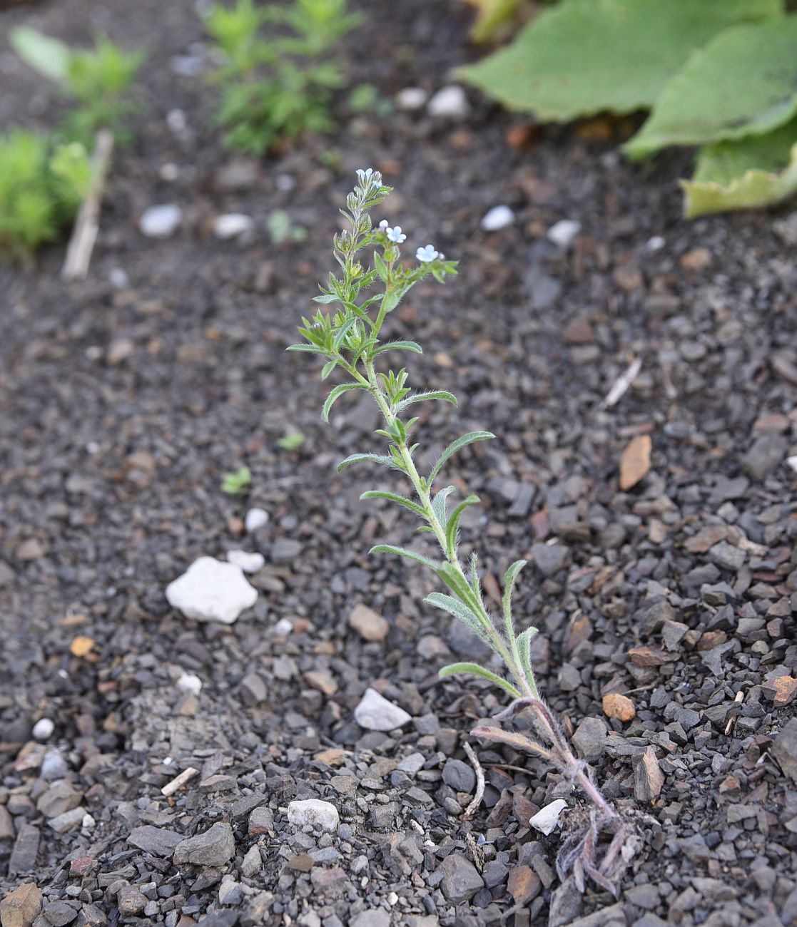 Изображение особи семейство Boraginaceae.