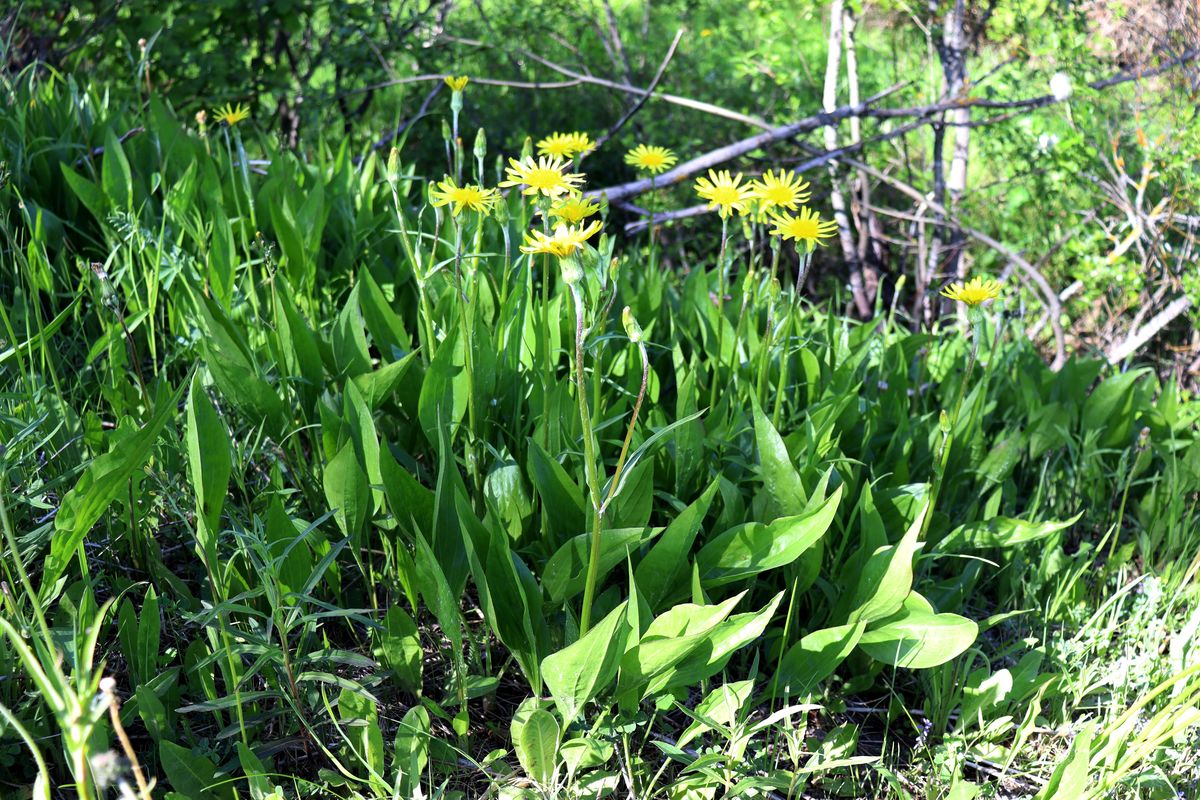 Image of Scorzonera humilis specimen.