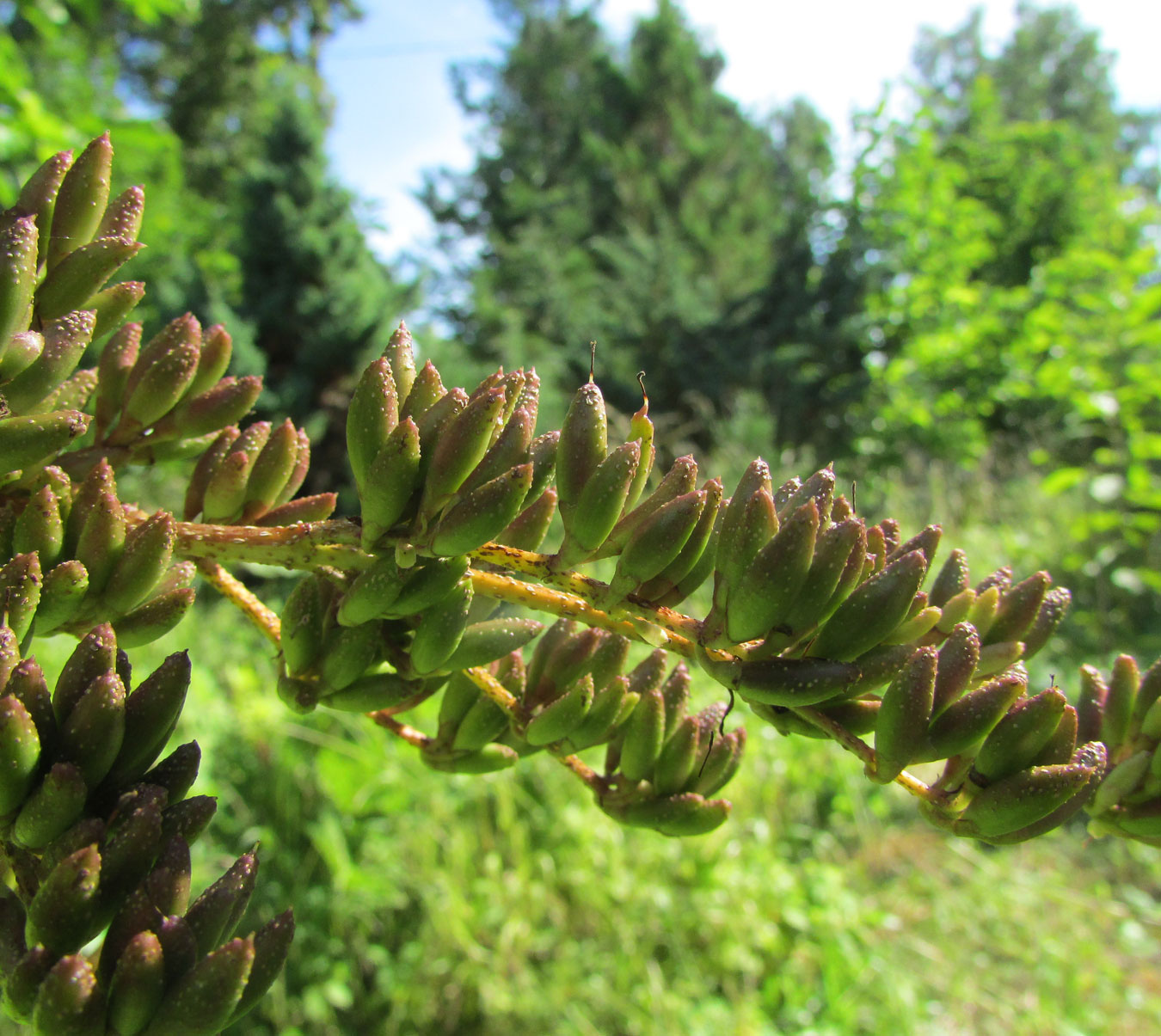 Image of Syringa reflexa specimen.