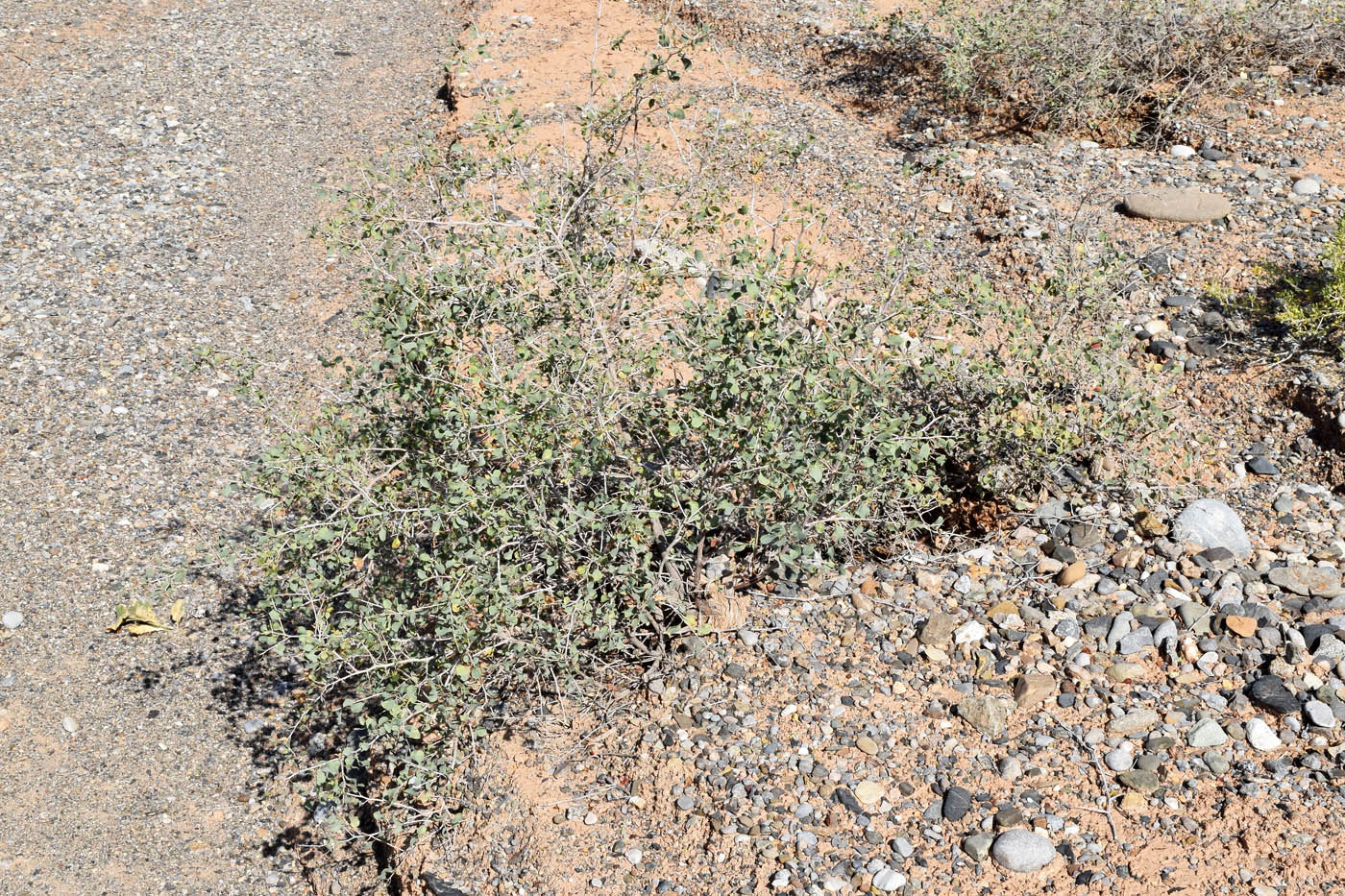 Image of Atraphaxis pyrifolia specimen.