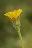 Leontodon caucasicus