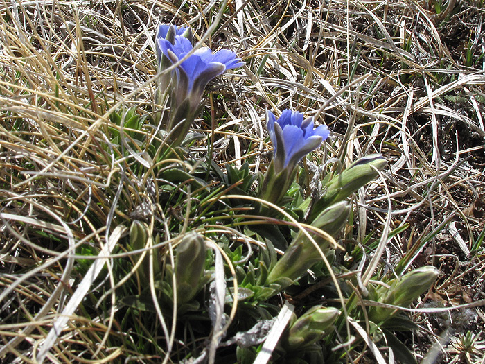 Image of Gentiana dshimilensis specimen.