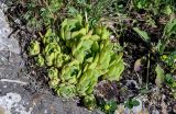 Sempervivum transcaucasicum. Вегетирующие растения. Армения, обл. Гегаркуник, берег оз. Севан, окр. с. Норашен, ≈ 1900 м н.у.м., каменистый участок лугового склона. 21.06.2022.