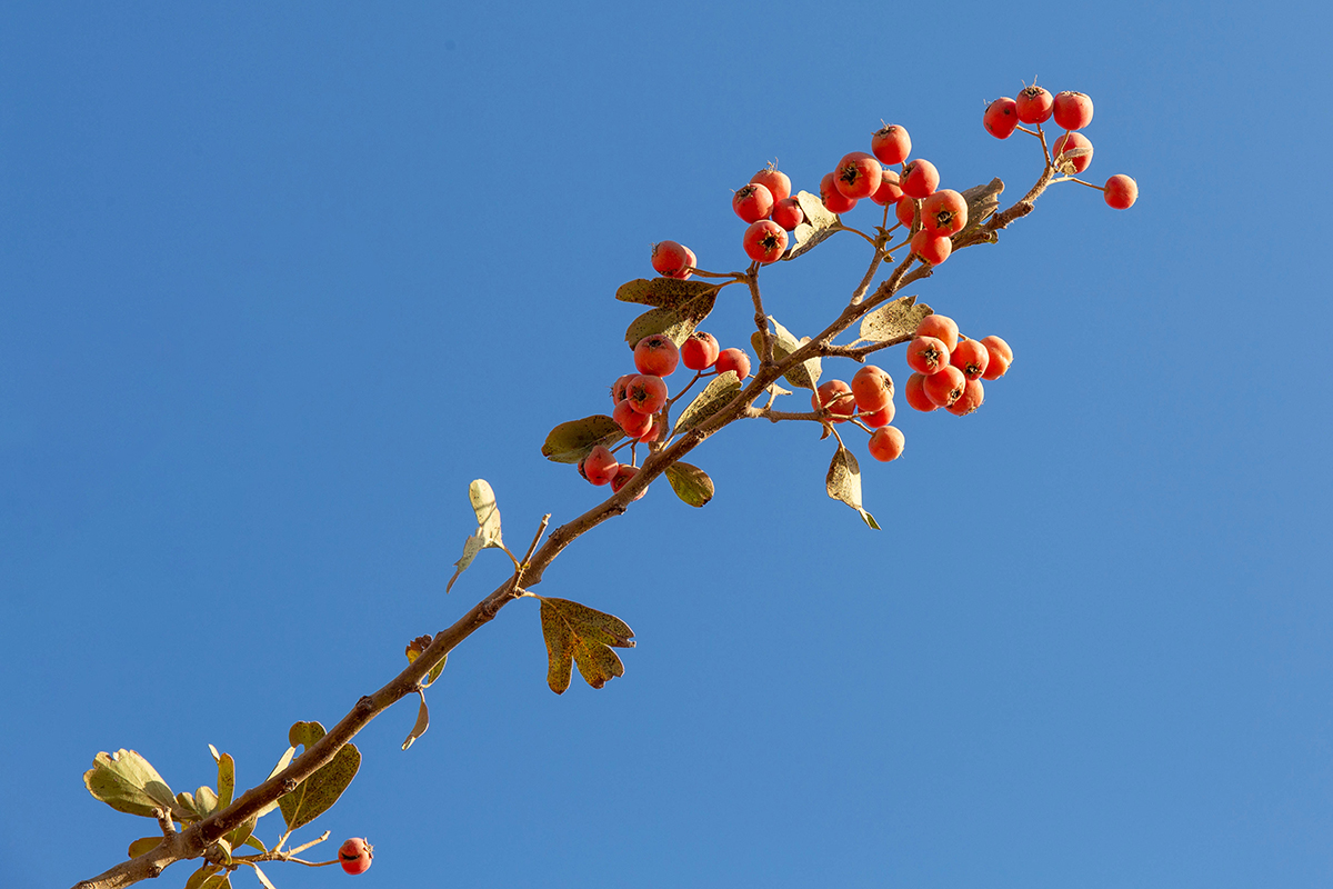 Image of Crataegus aronia specimen.